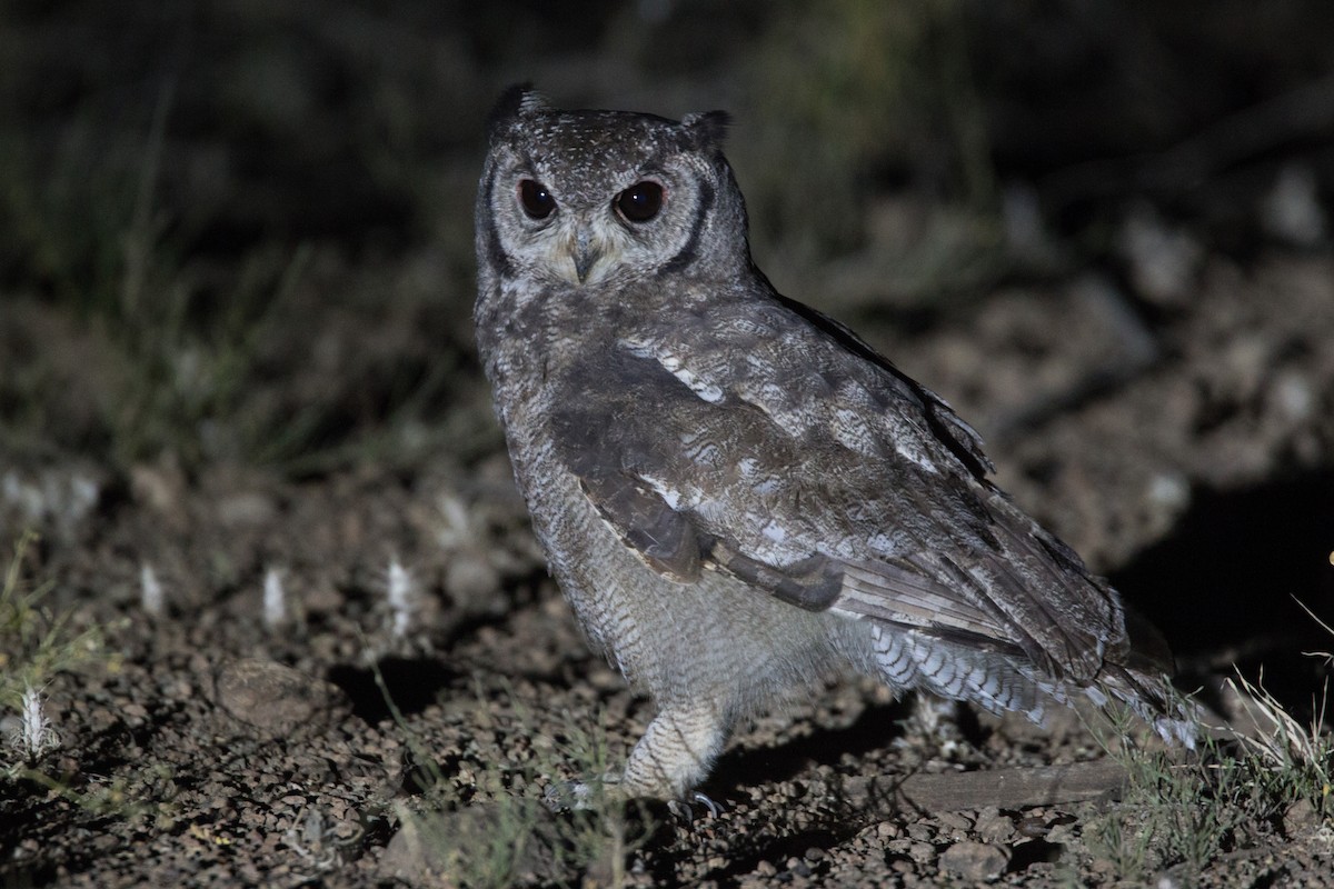 Grayish Eagle-Owl - Ian Davies