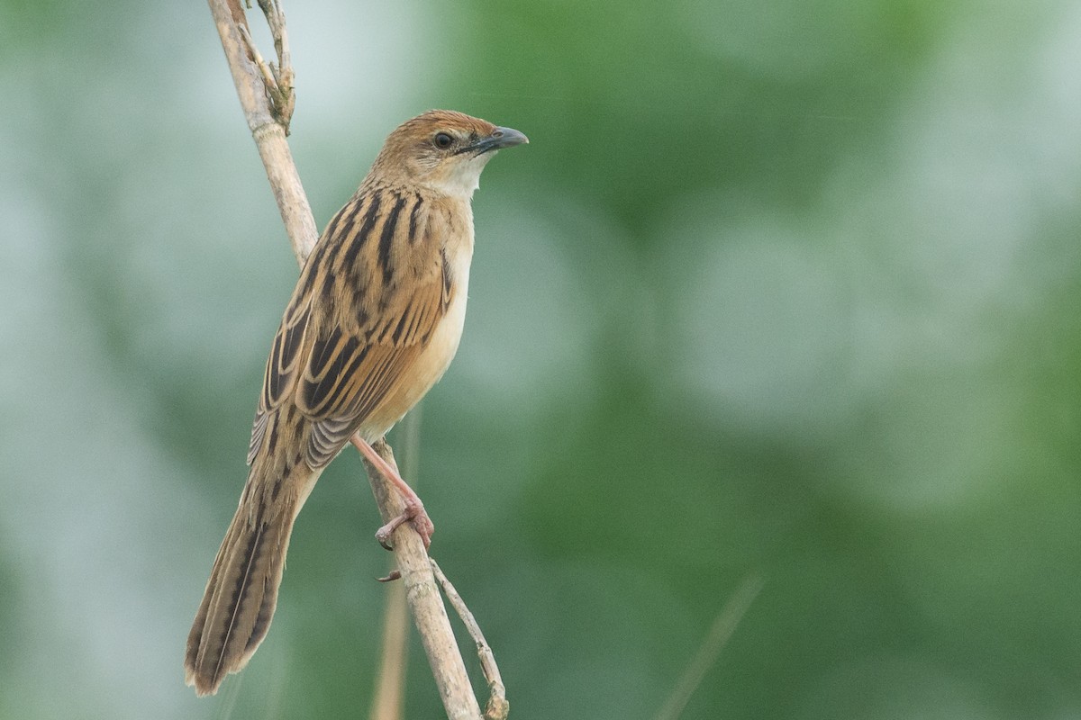 Bristled Grassbird - Poojan Gohil