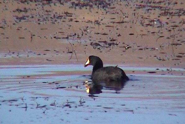 Giant Coot - ML335852501