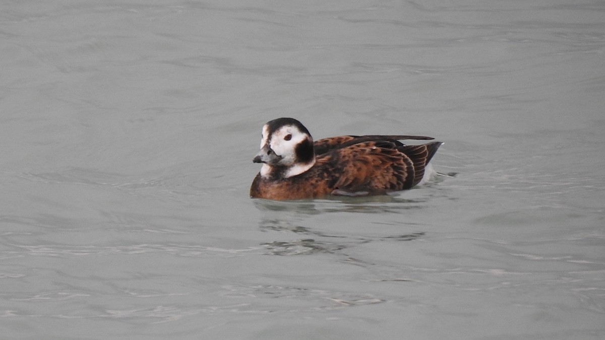Long-tailed Duck - ML335852591