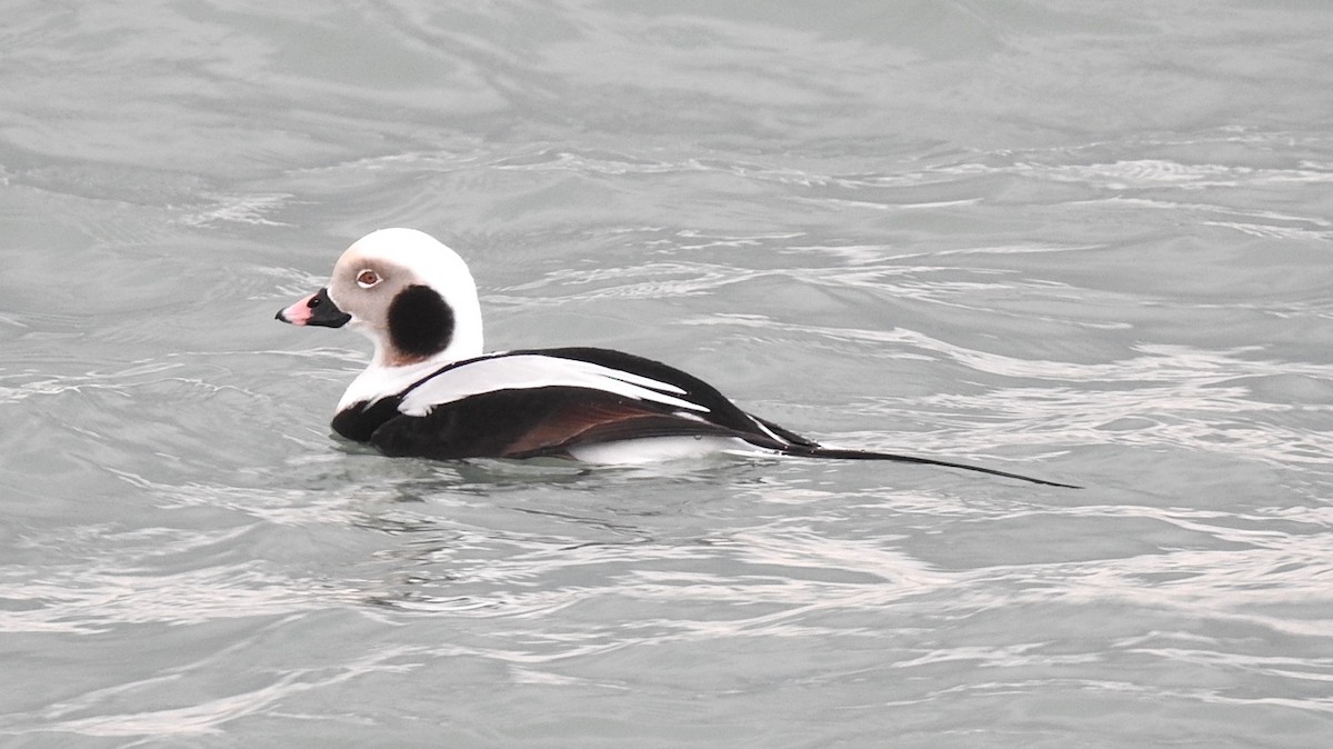 Long-tailed Duck - ML335852701