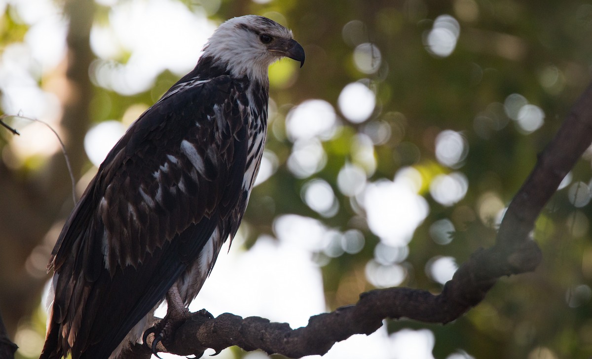 African Fish-Eagle - ML33585801