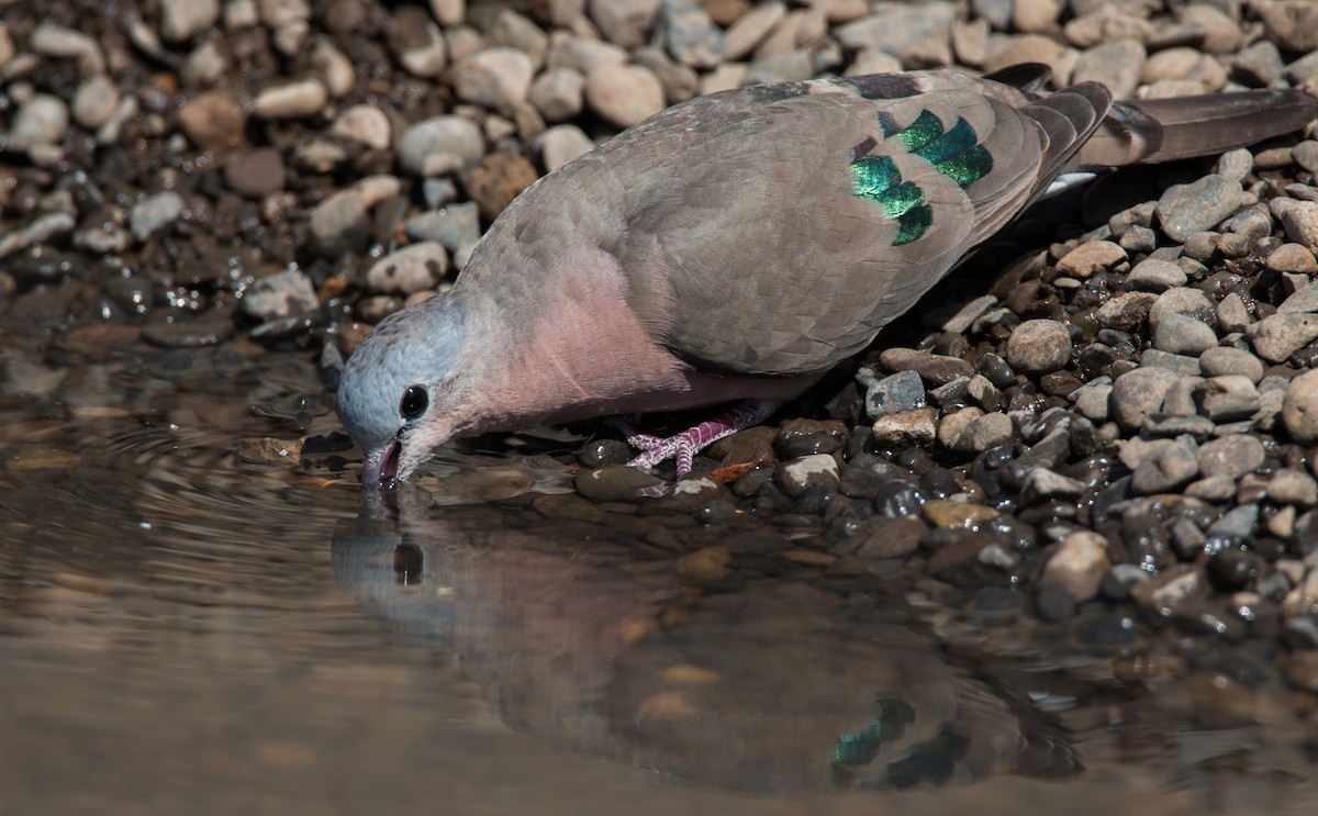 Emerald-spotted Wood-Dove - ML33585821