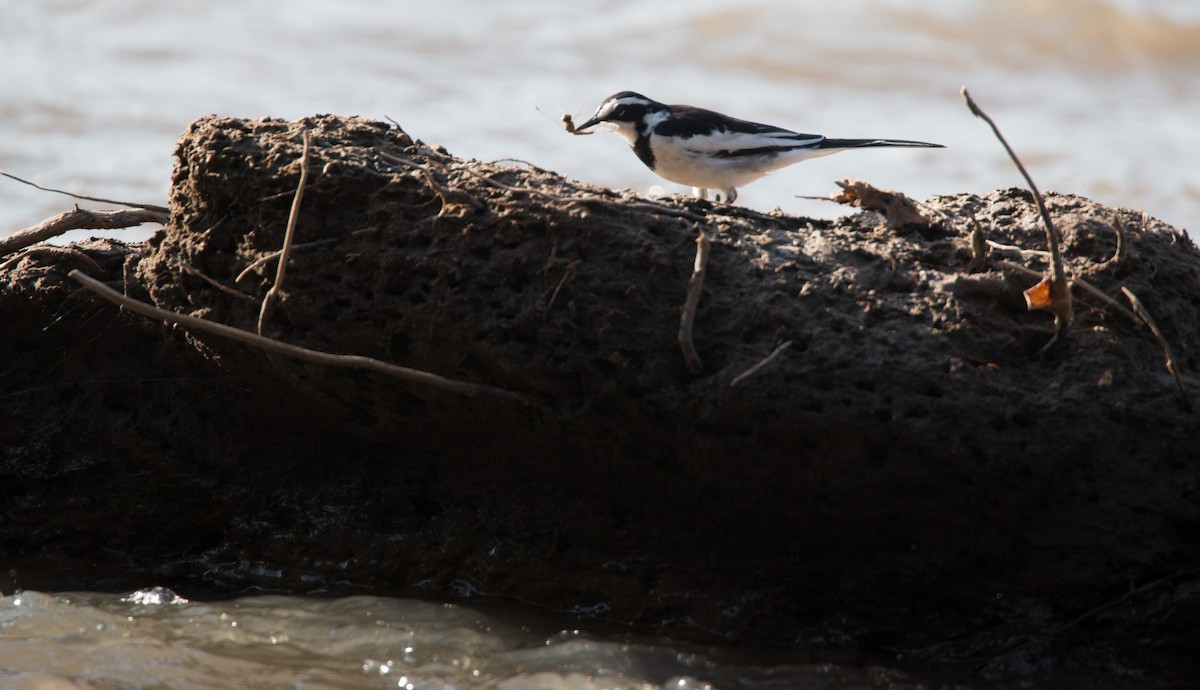 African Pied Wagtail - ML33586271