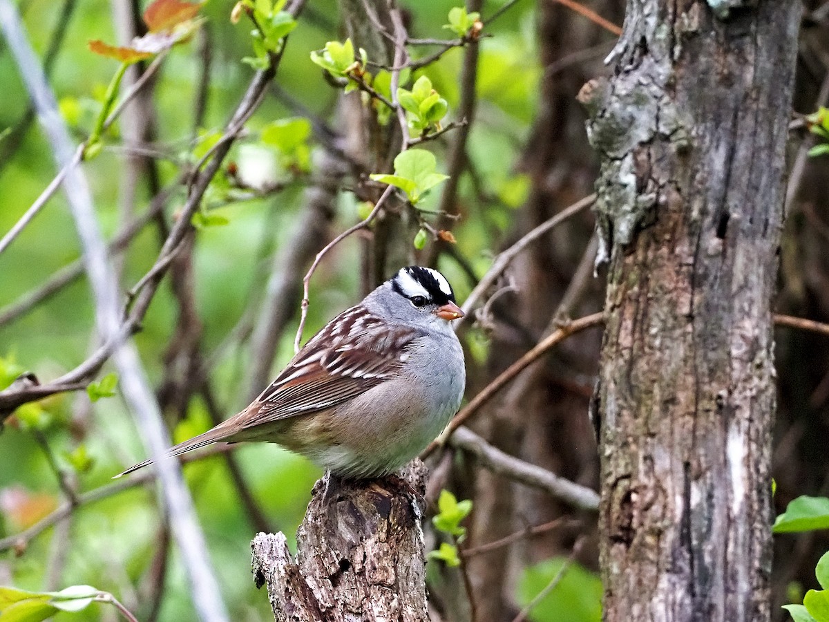 White-crowned Sparrow - ML335864941