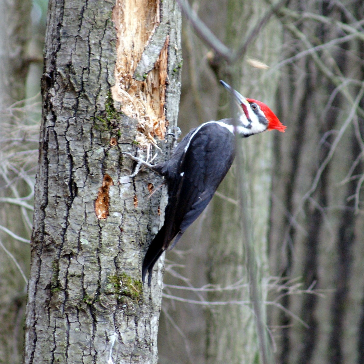 Pileated Woodpecker - ML335867071