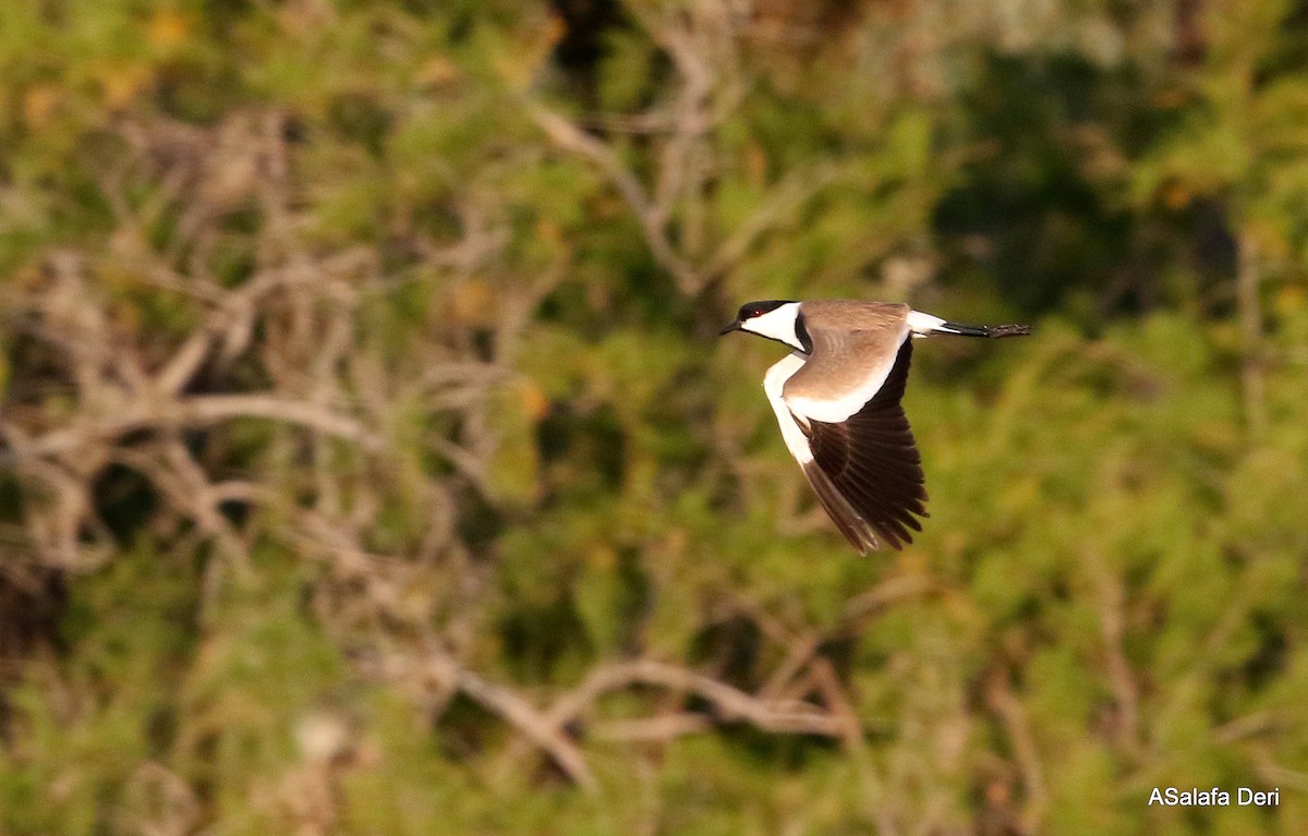 Spur-winged Lapwing - ML335873691