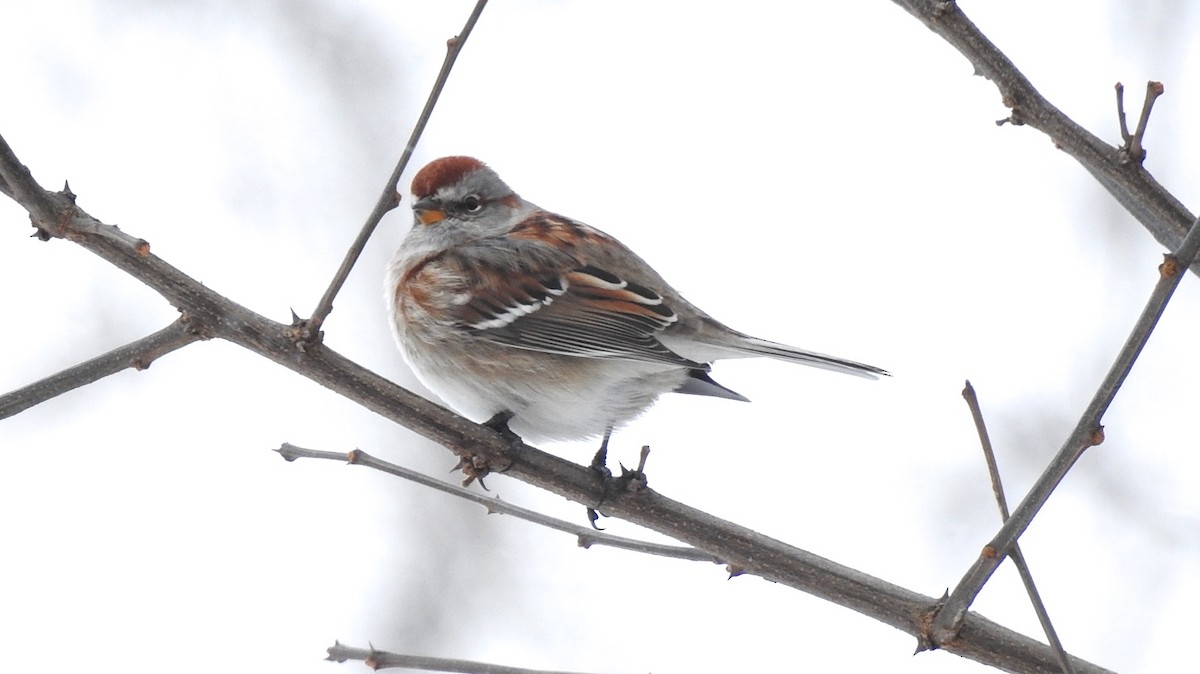 American Tree Sparrow - ML335875031