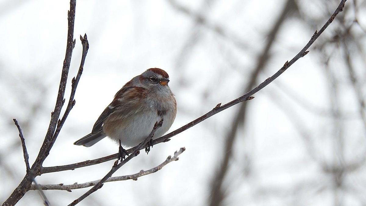 American Tree Sparrow - ML335875231