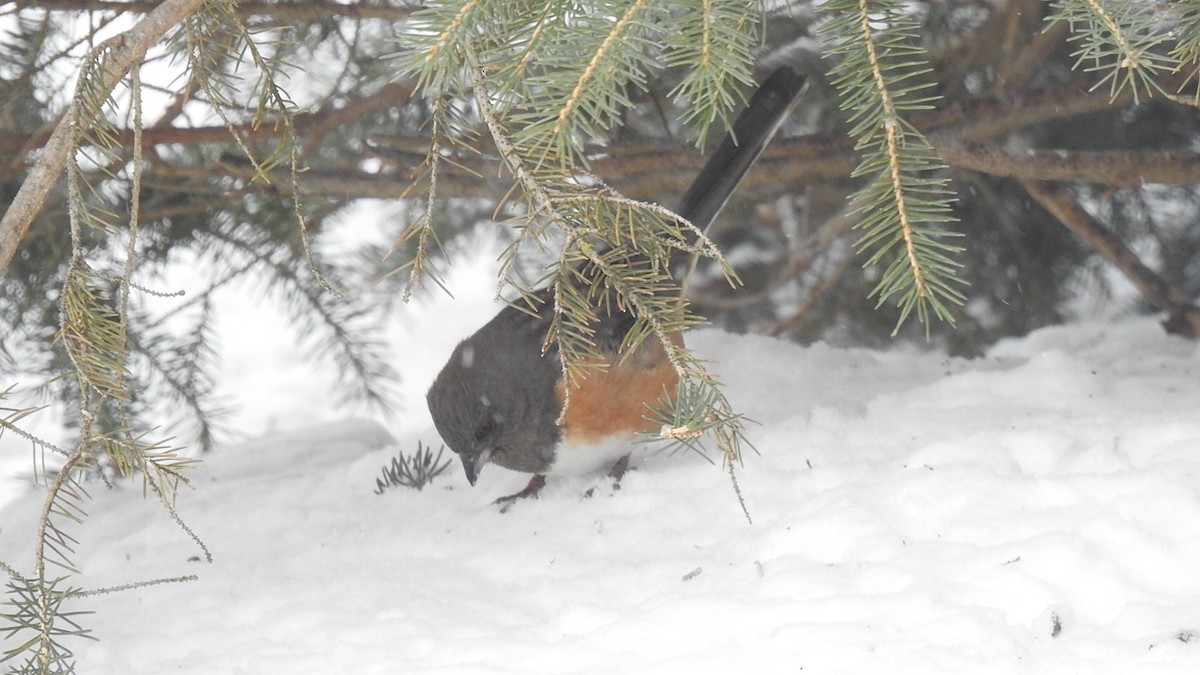 Spotted Towhee - ML335875321
