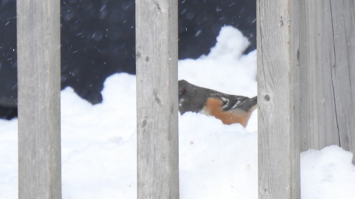 Spotted Towhee - ML335875461