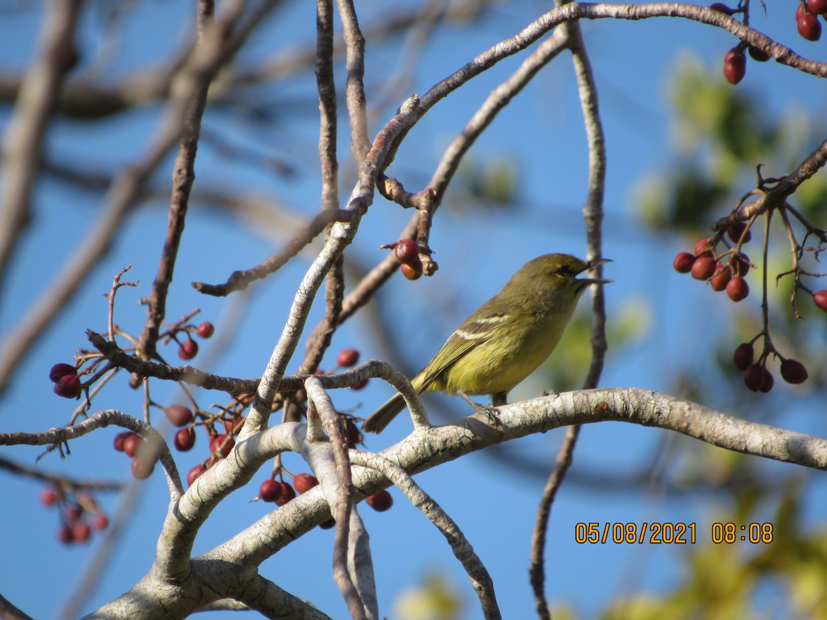 Thick-billed Vireo - ML335878331