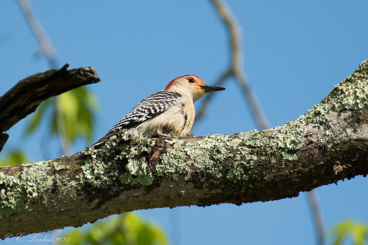 Red-bellied Woodpecker - ML335880501