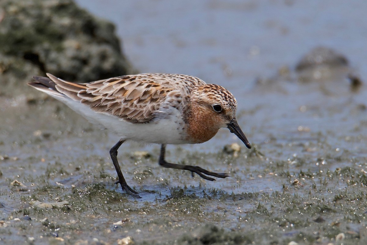 Red-necked Stint - Yung-Kuan Lee