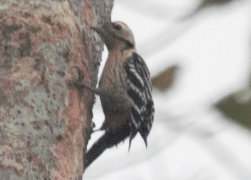 Fulvous-breasted Woodpecker - ML335884601