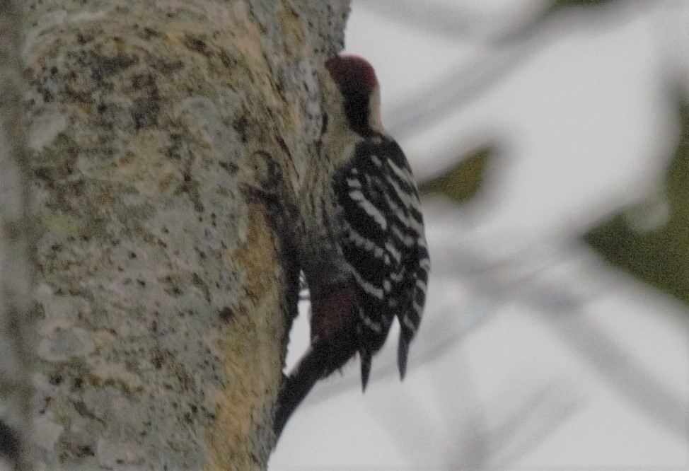 Fulvous-breasted Woodpecker - ML335884611