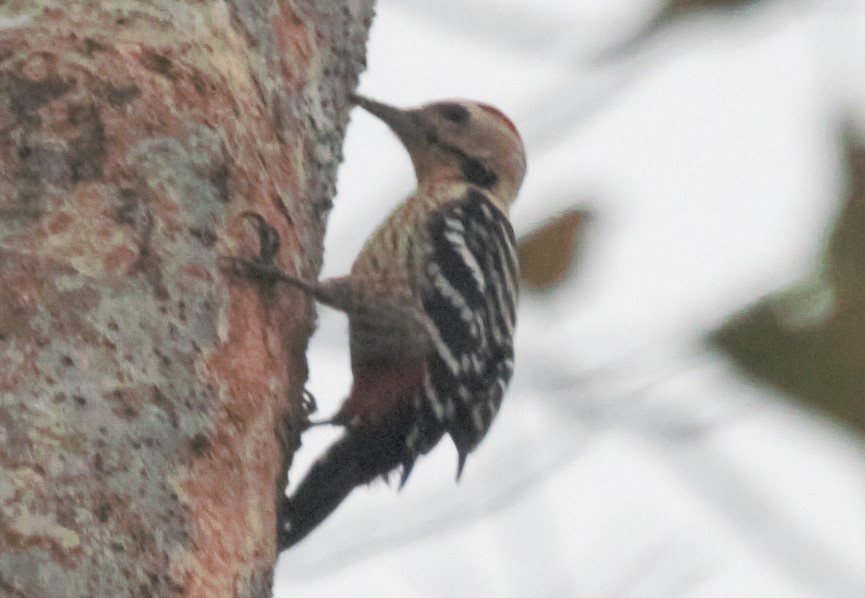 Fulvous-breasted Woodpecker - ML335884721