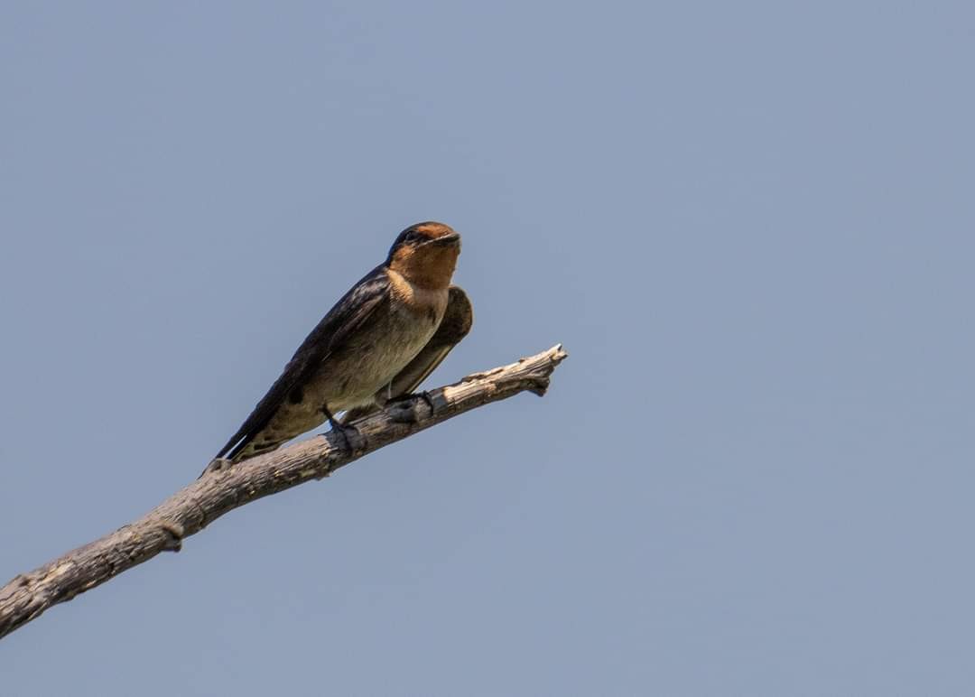 Pacific Swallow - ML335886551