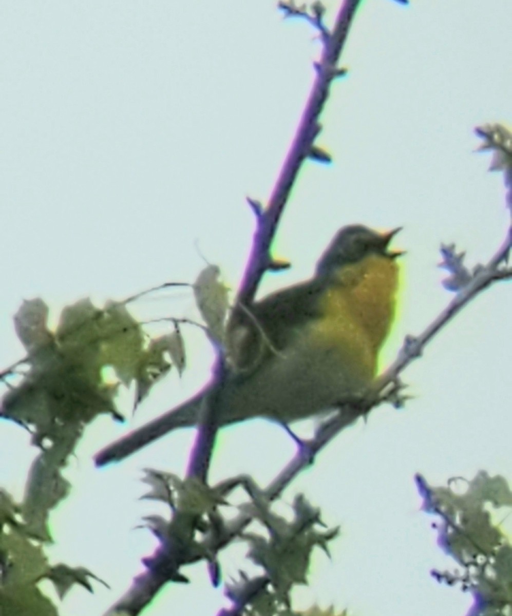 Yellow-breasted Chat - ML335891381