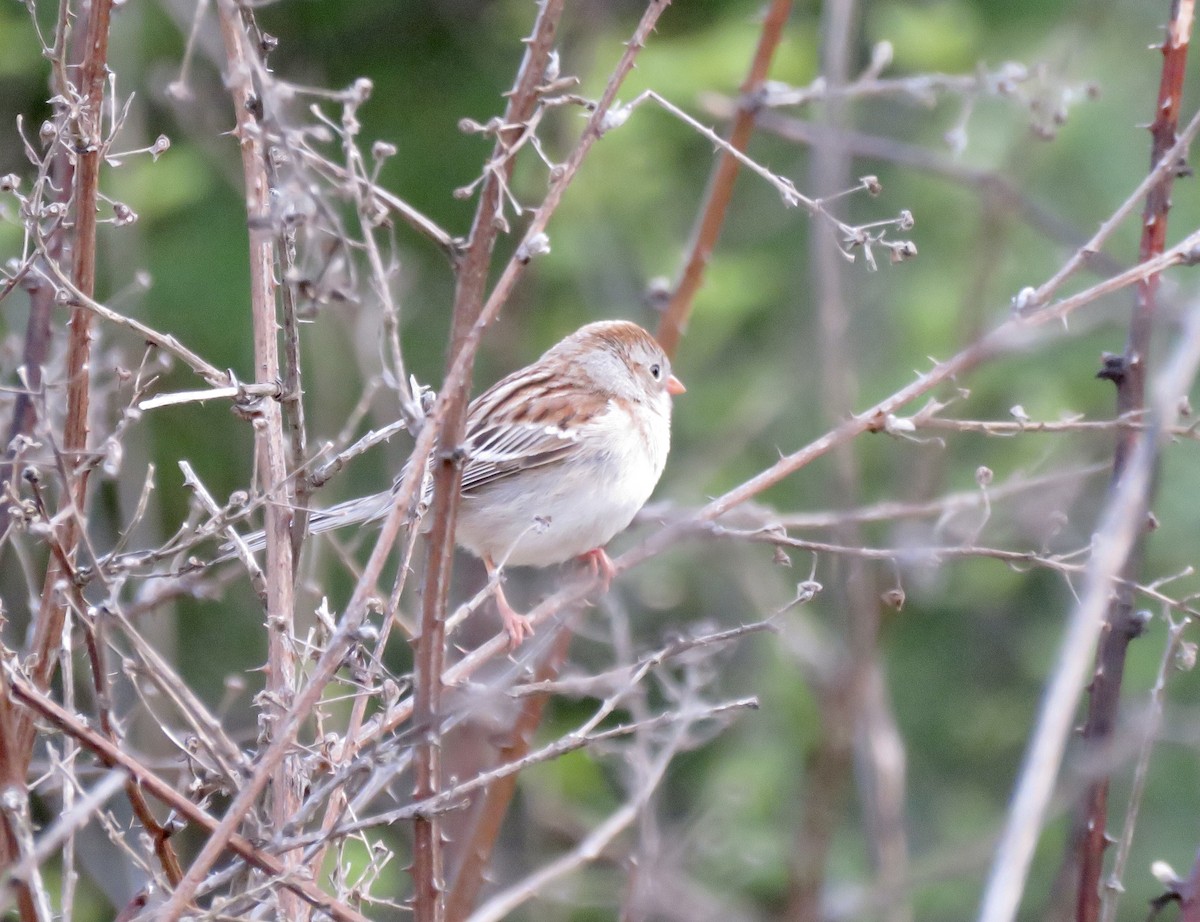 Field Sparrow - A. Laquidara