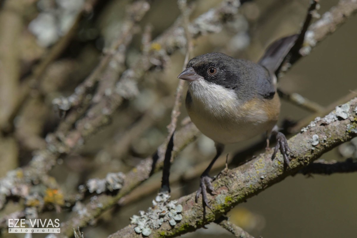 Black-capped Warbling Finch - ML335893591