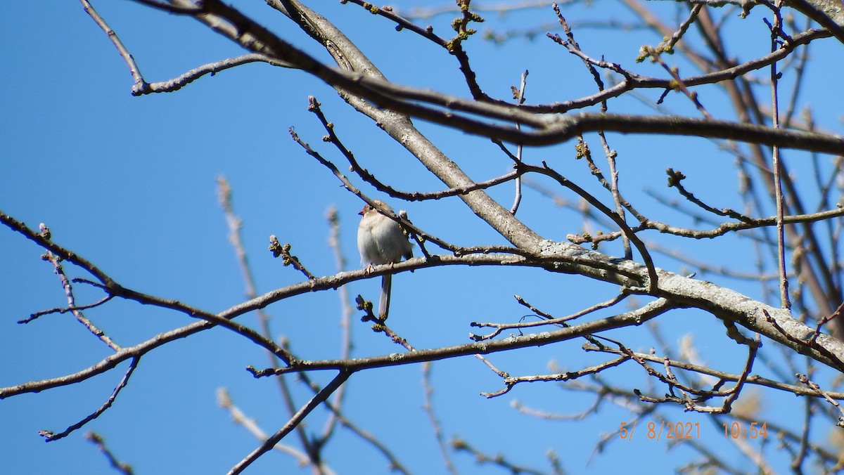 Field Sparrow - ML335897601