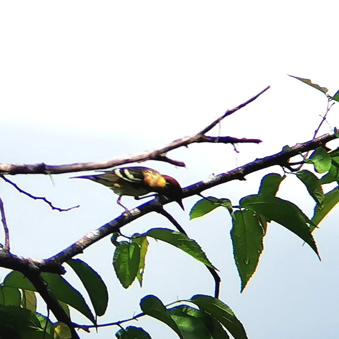 Bay-breasted Warbler - Guatemala Quest
