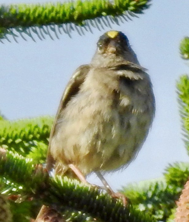 Golden-crowned Sparrow - ML335909341