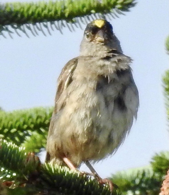 Golden-crowned Sparrow - ML335909371