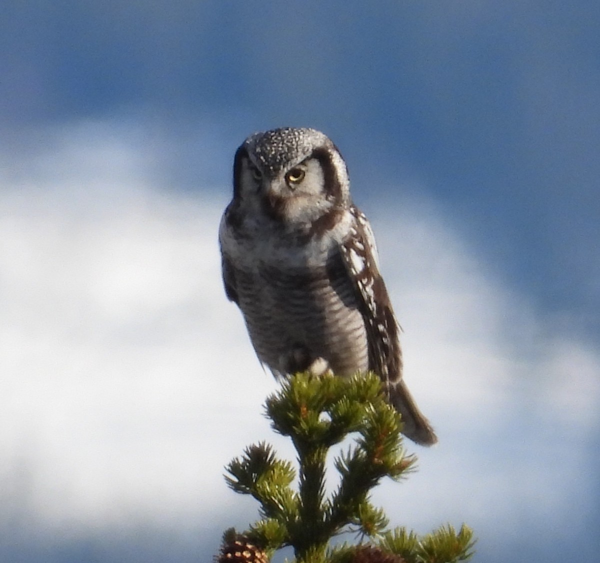 Northern Hawk Owl (Eurasian) - ML335910171