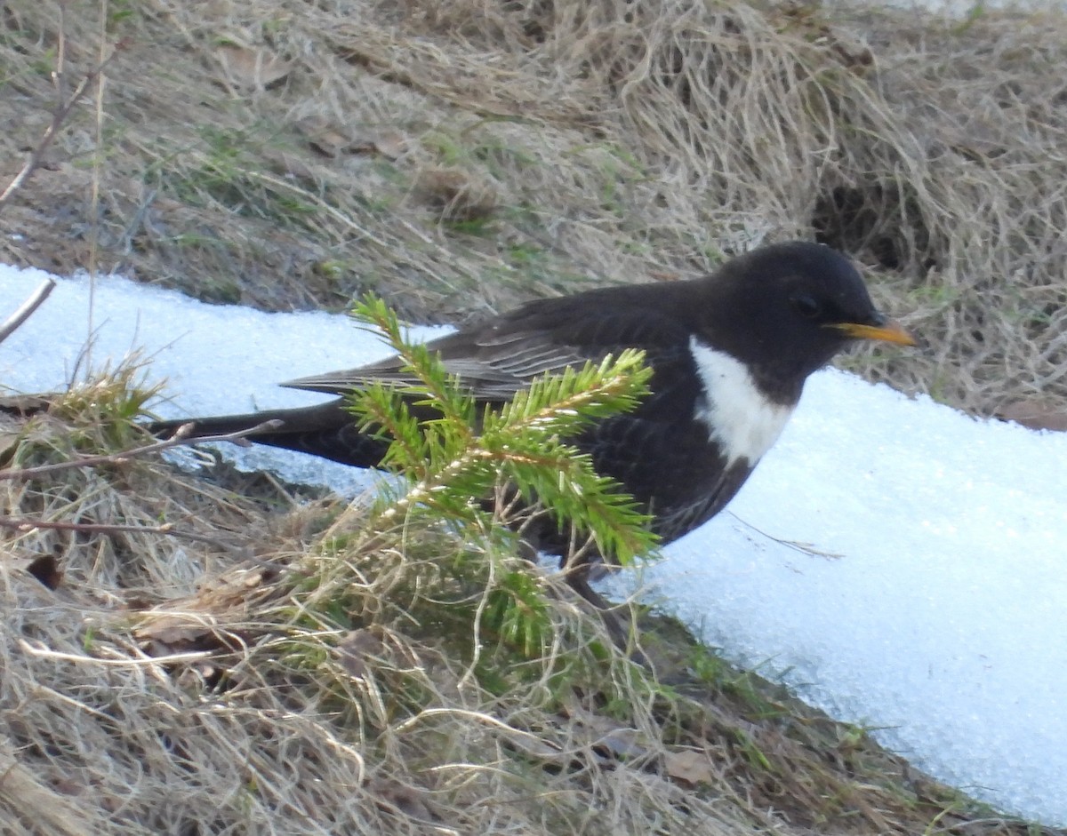Ring Ouzel (Northern) - ML335910271