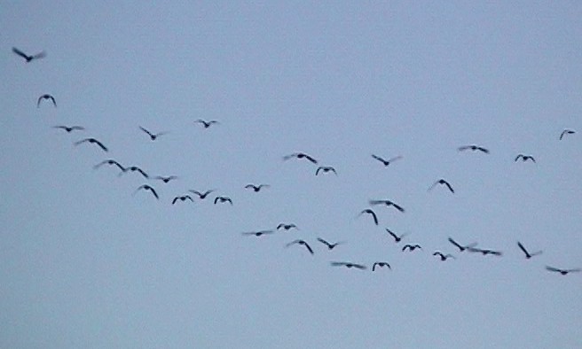 ibis andský - ML335914961