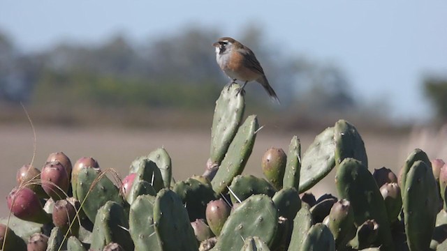 Many-colored Chaco Finch - ML335917961