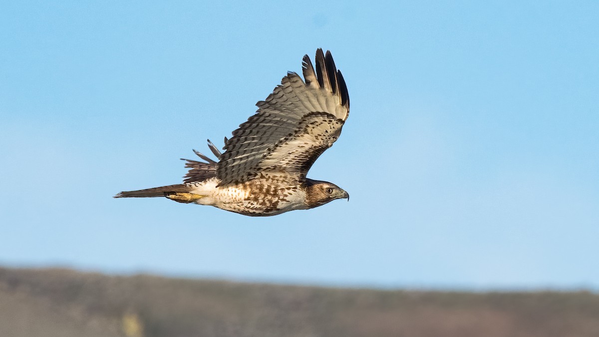 Red-tailed Hawk - Ron Riley