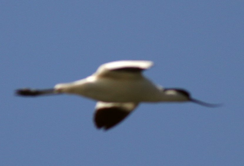 Pied Avocet - Group account  for eBirding in Serbia