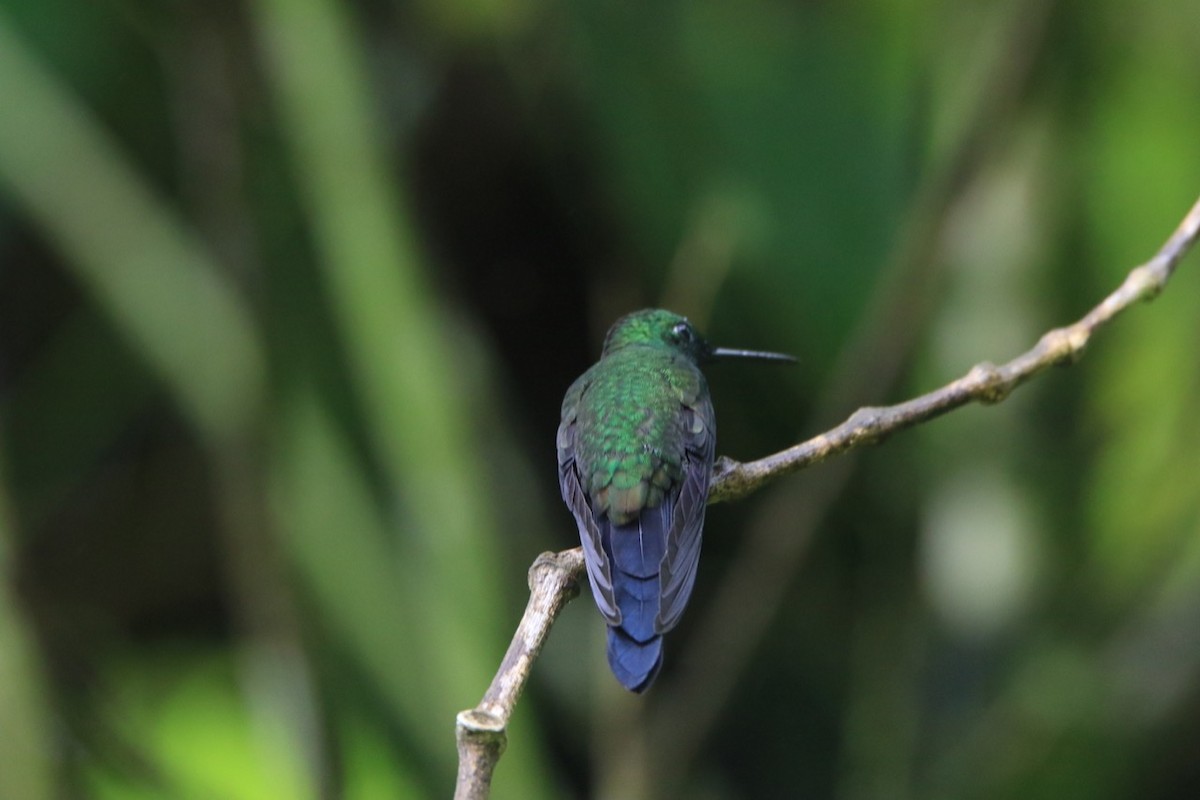 Blue-vented Hummingbird - Danny J Alvarado S