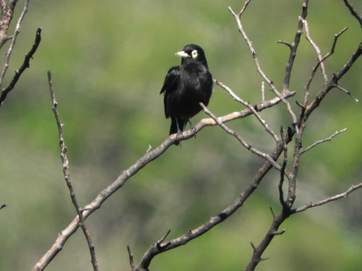Spectacled Tyrant - ML335928551
