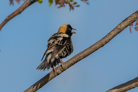 June Bird of the Month: Baltimore Oriole - Awbury Arboretum