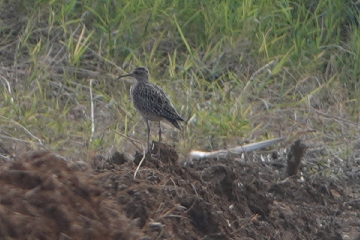 Little Curlew - ML335936481