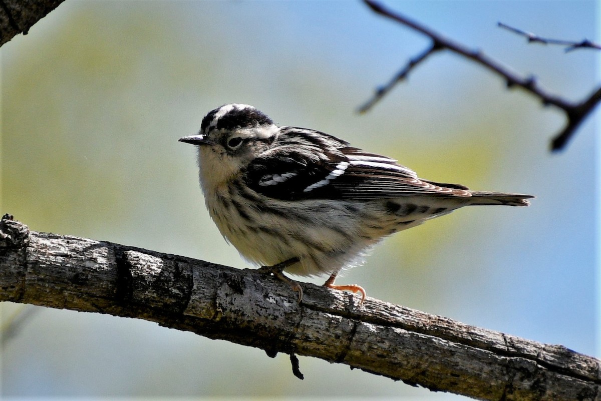 Black-and-white Warbler - ML335937421