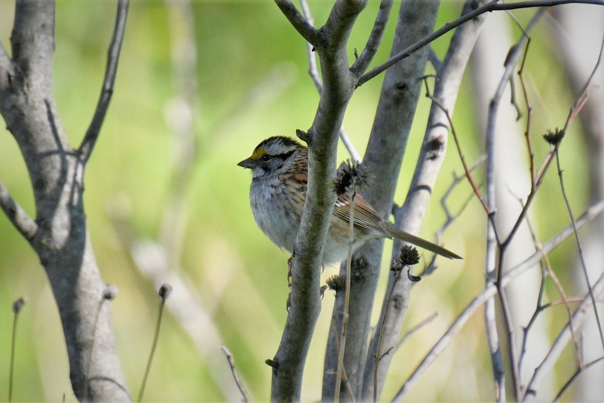 White-throated Sparrow - ML335939591