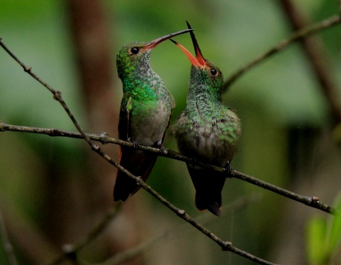 kolibřík safírovohrdlý - ML335944281