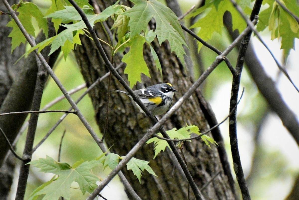 Yellow-rumped Warbler - ML335952121