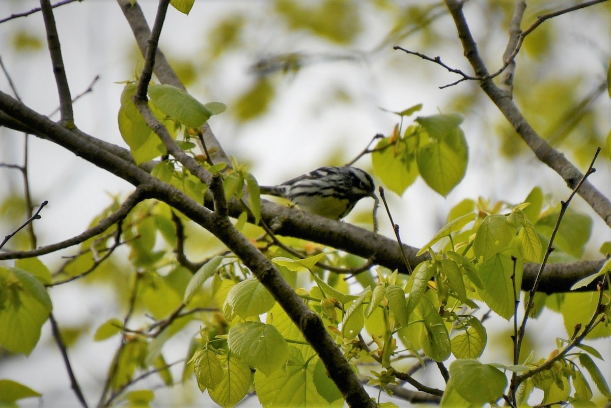 Black-and-white Warbler - ML335953061