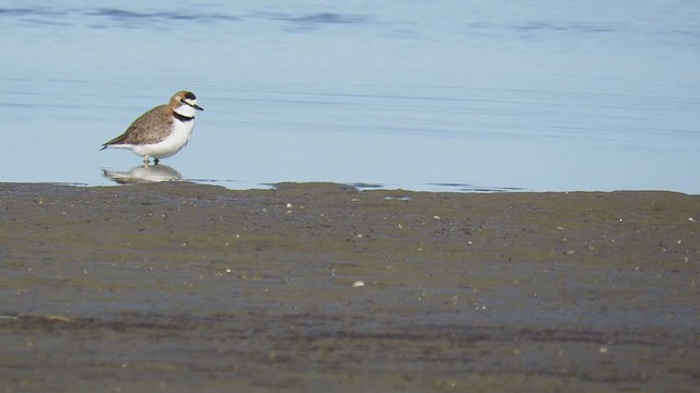 Collared Plover - ML335954031
