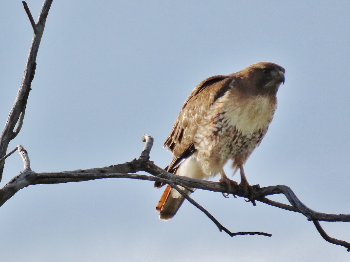 Red-tailed Hawk - ML335957301