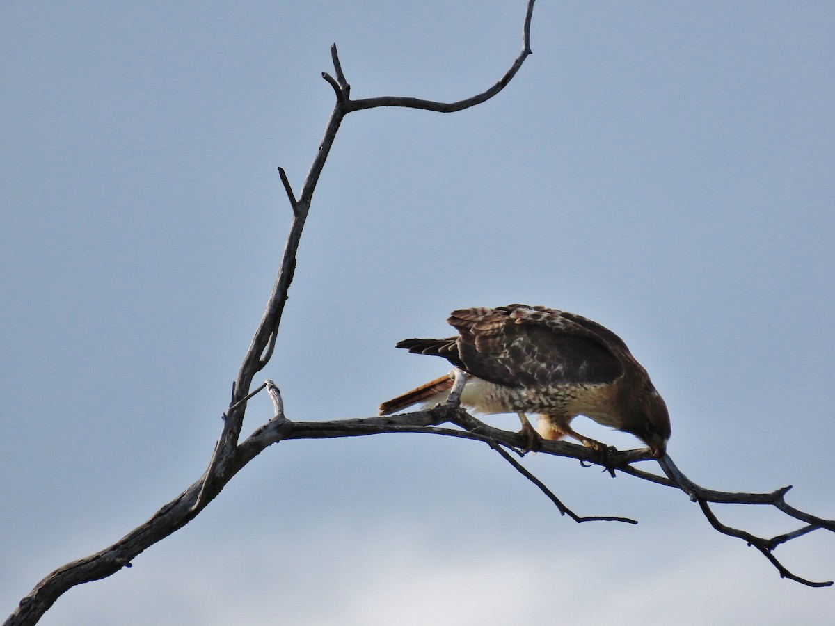 Red-tailed Hawk - ML335957401