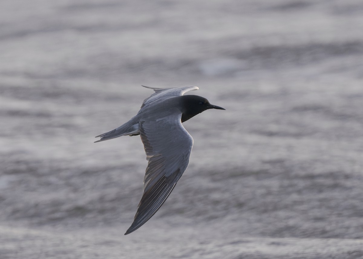 Black Tern - Jo Willars