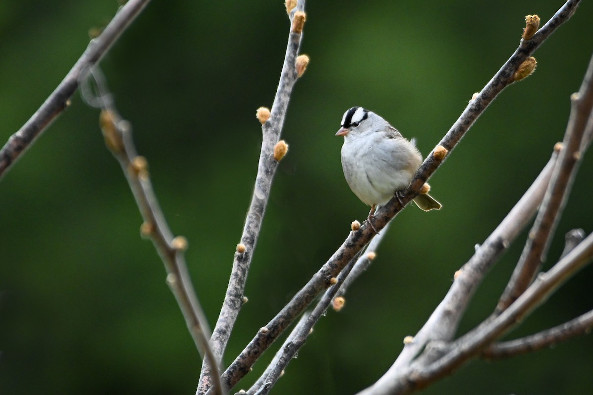 White-crowned Sparrow - ML335962271