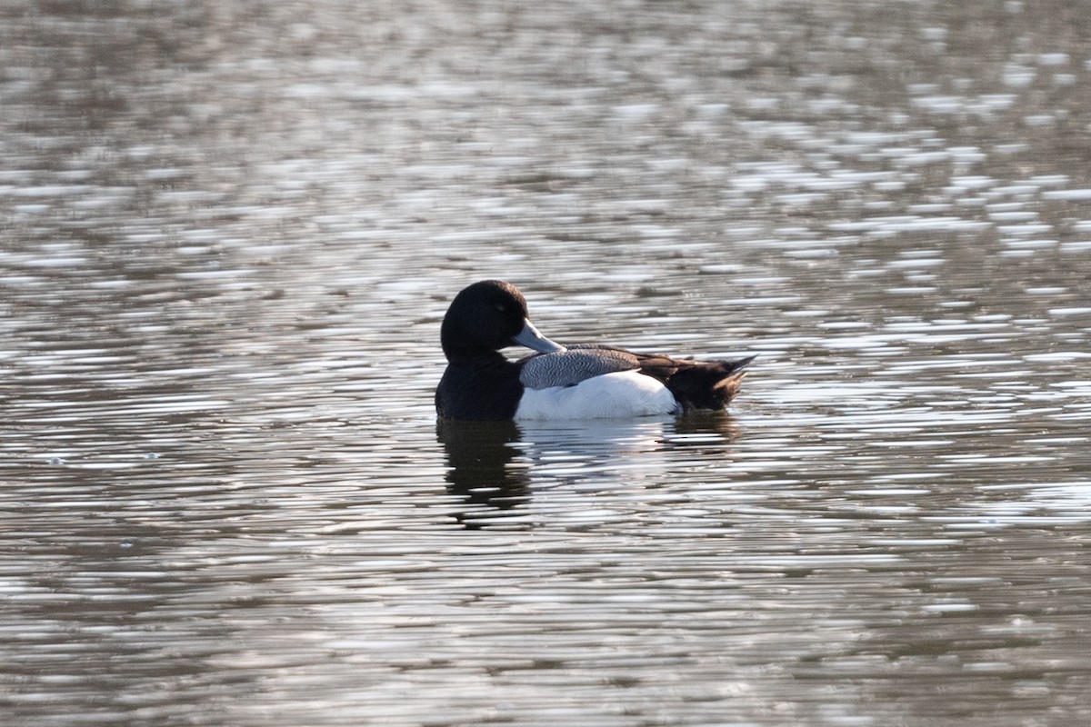 Greater Scaup - ML335966061